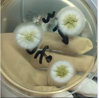 科技讲堂丨隐形杀手：黄曲霉毒素